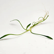 Load image into Gallery viewer, Cryptocoryne Parva-Aquatic Plants-Glass Grown-Glass Grown Aquatics-Aquarium live fish plants, decor