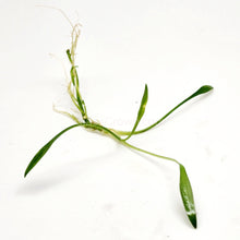 Load image into Gallery viewer, Cryptocoryne Parva-Aquatic Plants-Glass Grown-Glass Grown Aquatics-Aquarium live fish plants, decor