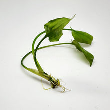 Load image into Gallery viewer, Cryptocoryne Pontederiifolia-Aquatic Plants-Glass Grown-Glass Grown Aquatics-Aquarium live fish plants, decor