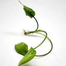 Load image into Gallery viewer, Cryptocoryne Pontederiifolia-Aquatic Plants-Glass Grown-Glass Grown Aquatics-Aquarium live fish plants, decor