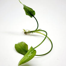 Load image into Gallery viewer, Cryptocoryne Pontederiifolia-Aquatic Plants-Glass Grown-Glass Grown Aquatics-Aquarium live fish plants, decor