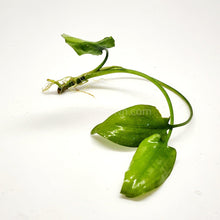 Load image into Gallery viewer, Cryptocoryne Pontederiifolia-Aquatic Plants-Glass Grown-Glass Grown Aquatics-Aquarium live fish plants, decor