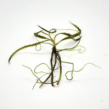 Load image into Gallery viewer, Cryptocoryne Retrospiralis-Aquatic Plants-Glass Grown-Glass Grown Aquatics-Aquarium live fish plants, decor