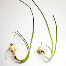 Load image into Gallery viewer, Dwarf Water Onion Bulb (3 pack)-Aquatic Plants-Glass Grown-Glass Grown Aquatics-Aquarium live fish plants, decor