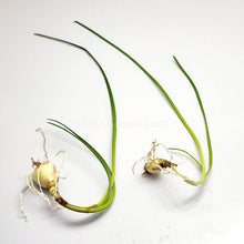 Load image into Gallery viewer, Dwarf Water Onion Bulb (3 pack)-Aquatic Plants-Glass Grown-Glass Grown Aquatics-Aquarium live fish plants, decor