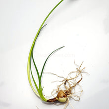 Load image into Gallery viewer, Dwarf Water Onion Bulb (3 pack)-Aquatic Plants-Glass Grown-Glass Grown Aquatics-Aquarium live fish plants, decor