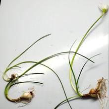 Load image into Gallery viewer, Dwarf Water Onion Bulb (3 pack)-Aquatic Plants-Glass Grown-Glass Grown Aquatics-Aquarium live fish plants, decor