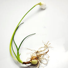 Load image into Gallery viewer, Dwarf Water Onion Bulb (3 pack)-Aquatic Plants-Glass Grown-Glass Grown Aquatics-Aquarium live fish plants, decor