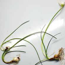 Load image into Gallery viewer, Dwarf Water Onion Bulb (3 pack)-Aquatic Plants-Glass Grown-Glass Grown Aquatics-Aquarium live fish plants, decor