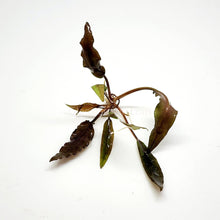 Load image into Gallery viewer, Cryptocoryne Undulata-Aquatic Plants-Glass Grown-Glass Grown Aquatics-Aquarium live fish plants, decor