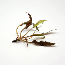 Load image into Gallery viewer, Cryptocoryne Undulata-Aquatic Plants-Glass Grown-Glass Grown Aquatics-Aquarium live fish plants, decor