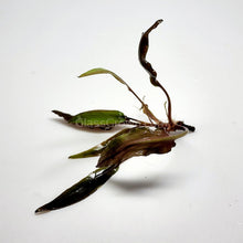 Load image into Gallery viewer, Cryptocoryne Undulata-Aquatic Plants-Glass Grown-Glass Grown Aquatics-Aquarium live fish plants, decor