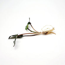 Load image into Gallery viewer, Cryptocoryne Wendtii "Red"-Aquatic Plants-Glass Grown-Glass Grown Aquatics-Aquarium live fish plants, decor