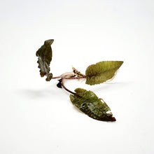Load image into Gallery viewer, Cryptocoryne Wendtii "Bronze"-Aquatic Plants-Glass Grown-Glass Grown Aquatics-Aquarium live fish plants, decor