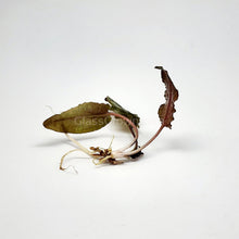 Load image into Gallery viewer, Cryptocoryne Wendtii "Bronze"-Aquatic Plants-Glass Grown-Glass Grown Aquatics-Aquarium live fish plants, decor