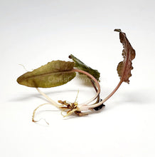Load image into Gallery viewer, Cryptocoryne Wendtii "Bronze"-Aquatic Plants-Glass Grown-Glass Grown Aquatics-Aquarium live fish plants, decor