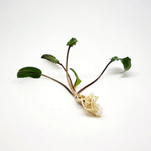 Load image into Gallery viewer, Cryptocoryne Wendtii "Green"-Aquatic Plants-Glass Grown-Glass Grown Aquatics-Aquarium live fish plants, decor