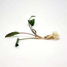 Load image into Gallery viewer, Cryptocoryne Wendtii "Green"-Aquatic Plants-Glass Grown-Glass Grown Aquatics-Aquarium live fish plants, decor