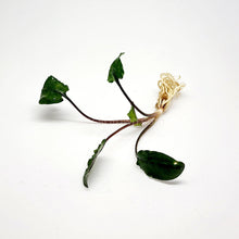 Load image into Gallery viewer, Cryptocoryne Wendtii "Green"-Aquatic Plants-Glass Grown-Glass Grown Aquatics-Aquarium live fish plants, decor