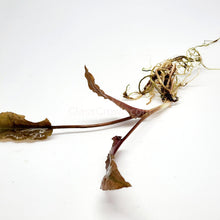 Load image into Gallery viewer, Cryptocoryne ' Mi Oya'-Aquatic Plants-Glass Grown-Glass Grown Aquatics-Aquarium live fish plants, decor