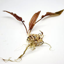 Load image into Gallery viewer, Cryptocoryne ' Mi Oya'-Aquatic Plants-Glass Grown-Glass Grown Aquatics-Aquarium live fish plants, decor