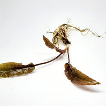 Load image into Gallery viewer, Cryptocoryne ' Mi Oya'-Aquatic Plants-Glass Grown-Glass Grown Aquatics-Aquarium live fish plants, decor