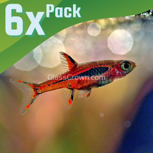 Load image into Gallery viewer, Chili Rasboras 6 Pack-Live Animals-Glass Grown-School of 6-Glass Grown Aquatics-Aquarium live fish plants, decor