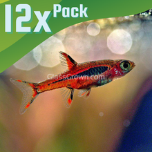 Load image into Gallery viewer, Chili Rasboras 6 Pack-Live Animals-Glass Grown-School of 12-Glass Grown Aquatics-Aquarium live fish plants, decor