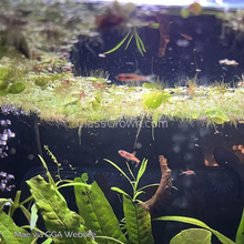 Load image into Gallery viewer, Chili Rasboras 6 Pack-Live Animals-Glass Grown-School of 6-Glass Grown Aquatics-Aquarium live fish plants, decor