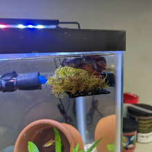 Load image into Gallery viewer, Christmas Moss 2oz Portion-Aquatic Plants-Glass Grown-One 2 oz Cup-Glass Grown Aquatics-Aquarium live fish plants, decor