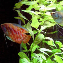 Load image into Gallery viewer, Dwarf Gourami (Colisa Lalia)-Live Animals-Glass Grown Aquatics-Single-Glass Grown Aquatics-Aquarium live fish plants, decor