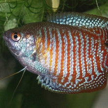 Load image into Gallery viewer, Dwarf Gourami (Colisa Lalia)-Live Animals-Glass Grown Aquatics-Single-Glass Grown Aquatics-Aquarium live fish plants, decor
