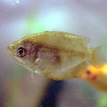 Load image into Gallery viewer, Dwarf Gourami (Colisa Lalia)-Live Animals-Glass Grown Aquatics-Single-Glass Grown Aquatics-Aquarium live fish plants, decor