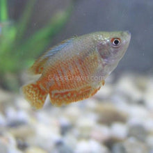 Load image into Gallery viewer, Dwarf Gourami (Colisa Lalia)-Live Animals-Glass Grown Aquatics-Single-Glass Grown Aquatics-Aquarium live fish plants, decor