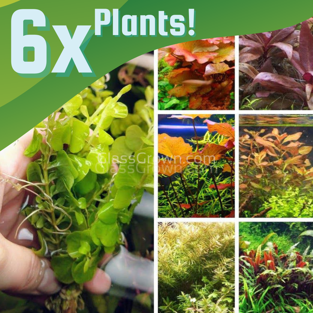 Grower's Choice Color Combo Pack (6 Plants)  Glass Grown Aquatics