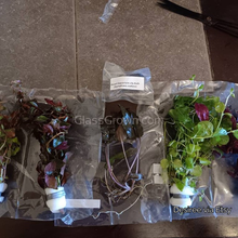 Load image into Gallery viewer, Grower's Choice Color Combo Pack (6 Plants)-Aquatic Plants-Glass Grown-Glass Grown Aquatics-Aquarium live fish plants, decor
