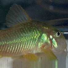 Load image into Gallery viewer, Bronze Aeneus Corydoras 6 Pack-Live Animals-Glass Grown Aquatics-School of 6-Glass Grown Aquatics-Aquarium live fish plants, decor