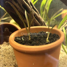 Load image into Gallery viewer, Cryptocoryne Retrospiralis-Aquatic Plants-Glass Grown-Glass Grown Aquatics-Aquarium live fish plants, decor