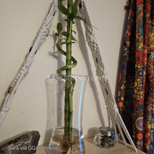 Load image into Gallery viewer, Curly Bamboo Plant-Aquatic Plants-Glass Grown-Glass Grown Aquatics-Aquarium live fish plants, decor