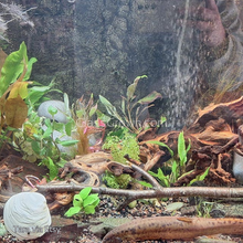 Load image into Gallery viewer, Done For You Plant Package, 12 Full Size (No Co2 Required)-Aquatic Plants-Glass Grown Aquatics-12 Plants-Glass Grown Aquatics-Aquarium live fish plants, decor