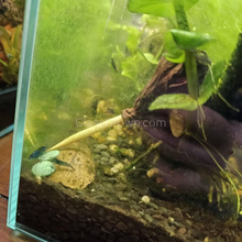 Load image into Gallery viewer, Dried Lotus Pods 3 Pack-Aquarium Decor-Glass Grown Aquatics-Small (Under 3" - 3 Pack)-Glass Grown Aquatics-Aquarium live fish plants, decor