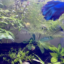 Load image into Gallery viewer, Driftwood Anubias-Aquatic Plants-Glass Grown-Glass Grown Aquatics-Aquarium live fish plants, decor