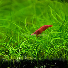 Load image into Gallery viewer, Dwarf Hairgrass Clump-Aquatic Plants-Glass Grown Aquatics-Glass Grown Aquatics-Aquarium live fish plants, decor