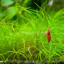 Load image into Gallery viewer, Dwarf Hairgrass Clump-Aquatic Plants-Glass Grown Aquatics-Glass Grown Aquatics-Aquarium live fish plants, decor