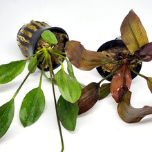 Load image into Gallery viewer, Potted Red Melon Sword-Aquatic Plants-Glass Grown-Glass Grown Aquatics-Aquarium live fish plants, decor