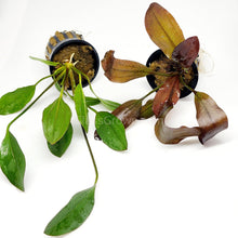 Load image into Gallery viewer, Potted Red Melon Sword-Aquatic Plants-Glass Grown-Glass Grown Aquatics-Aquarium live fish plants, decor