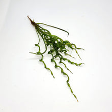 Load image into Gallery viewer, Corkscrew Vesuvius Sword-Aquatic Plants-Glass Grown-Glass Grown Aquatics-Aquarium live fish plants, decor