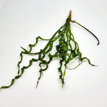 Load image into Gallery viewer, Corkscrew Vesuvius Sword-Aquatic Plants-Glass Grown-Glass Grown Aquatics-Aquarium live fish plants, decor