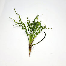 Load image into Gallery viewer, Corkscrew Vesuvius Sword-Aquatic Plants-Glass Grown-Glass Grown Aquatics-Aquarium live fish plants, decor