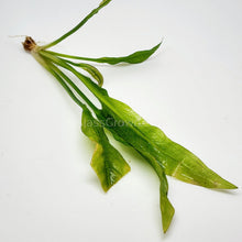 Load image into Gallery viewer, Amazon Sword-Aquatic Plants-Glass Grown-Glass Grown Aquatics-Aquarium live fish plants, decor